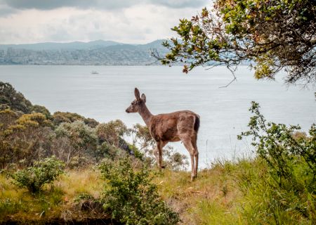 A deer stands on a grassy hillside overlooking a body of water, surrounded by trees and foliage, with mountains visible in the distance under a cloudy sky.