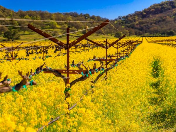 A lush vineyard is in full bloom, with yellow flowers carpeting the ground between the vine rows under a clear blue sky in a vineyard setting.