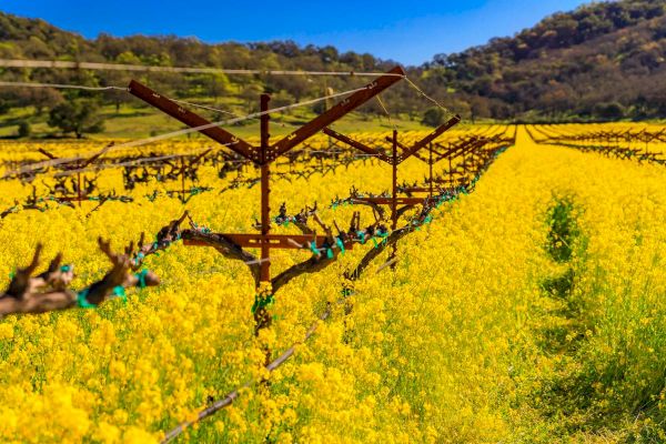 A lush vineyard is in full bloom, with yellow flowers carpeting the ground between the vine rows under a clear blue sky in a vineyard setting.