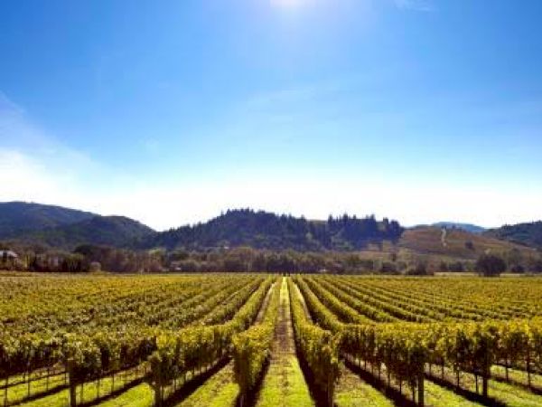 This image shows a vineyard under a clear blue sky, with rows of grapevines extending towards distant hills and mountains.