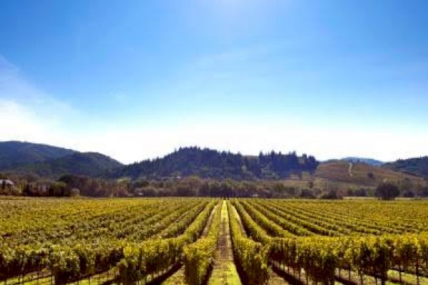 This image shows a vineyard under a clear blue sky, with rows of grapevines extending towards distant hills and mountains.