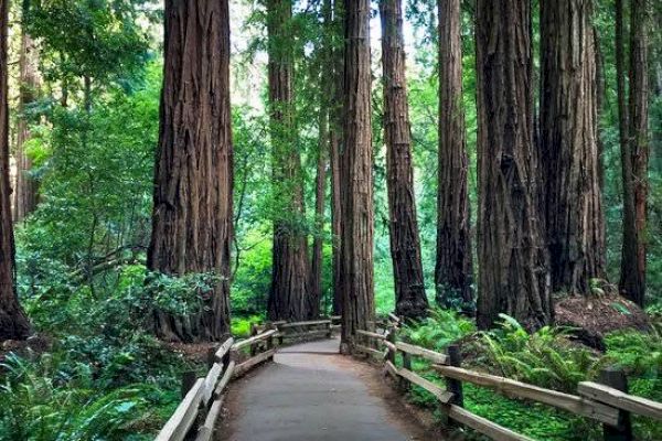 A scenic forest path surrounded by tall, dense redwood trees and lush greenery, with wooden railings along the sides. The atmosphere is serene and inviting.