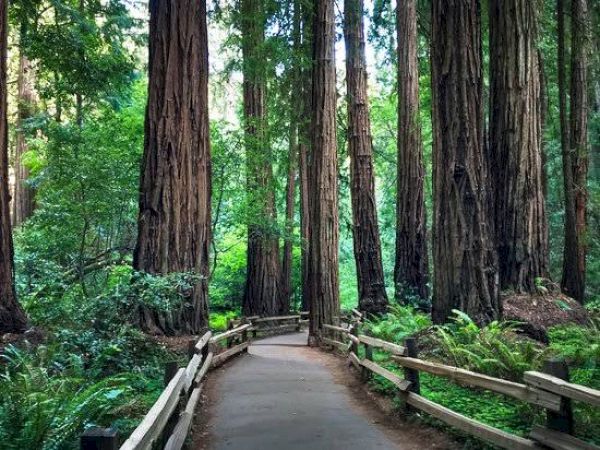 A scenic forest path surrounded by tall, dense redwood trees and lush greenery, with wooden railings along the sides. The atmosphere is serene and inviting.
