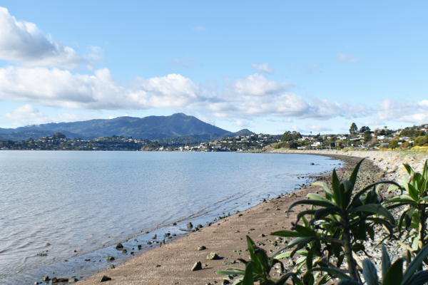 A coastal shoreline with calm waters, plants in the foreground, distant mountains, a clear sky, and houses along the shore can be seen.