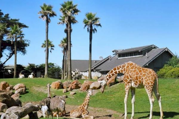 A giraffe and its calf are in a zoo enclosure with other animals and palm trees, with a building in the background under a clear blue sky.