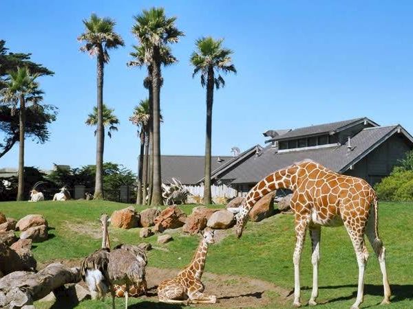 A giraffe and its calf are in a zoo enclosure with other animals and palm trees, with a building in the background under a clear blue sky.