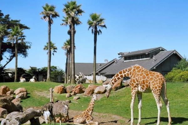 A giraffe and its calf are in a zoo enclosure with other animals and palm trees, with a building in the background under a clear blue sky.