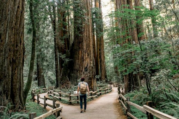 A person walks along a path in a forest with tall trees and greenery, surrounded by wooden fences, possibly in a national park.