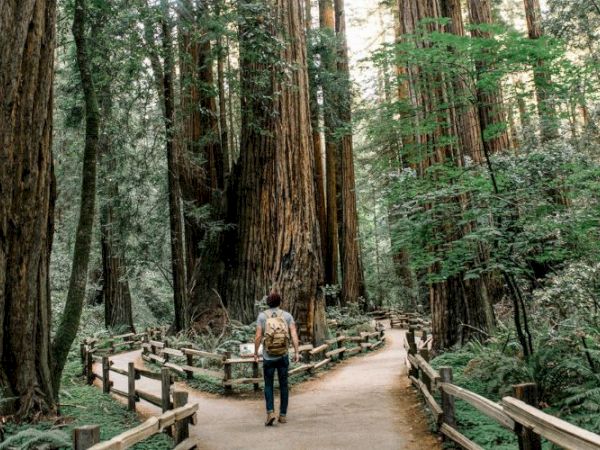 A person walks along a path in a forest with tall trees and greenery, surrounded by wooden fences, possibly in a national park.