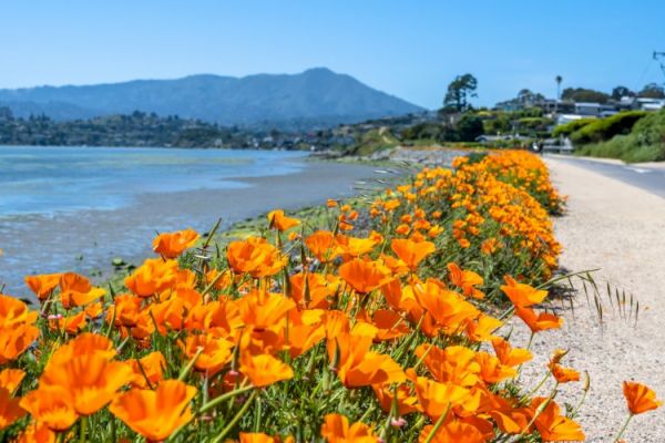 Bright orange poppies line a path by the water, with a mountainous backdrop and clear blue sky.