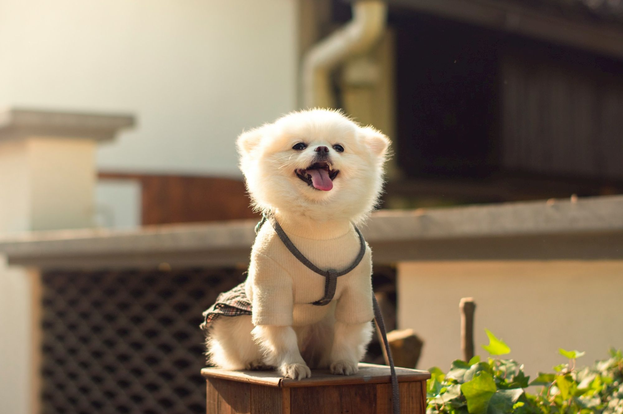 A fluffy white dog wearing a harness sits on a wooden stool outdoors, happily sticking its tongue out, with greenery in the foreground.