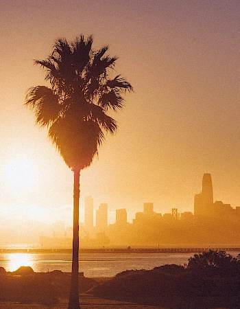 Silhouetted palm trees frame a city skyline at sunrise or sunset, with a bridge visible in the distance over a body of water.