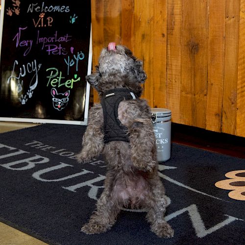 A small dog stands on its hind legs on a mat in front of a welcome sign for "Very Important Pets" with names and paw prints, including "Cucy" and "Peter."