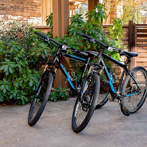 Two bicycles are parked next to each other in an outdoor setting, surrounded by lush greenery and a wooden fence in the background.