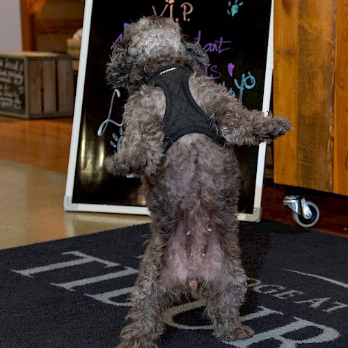 A dog in a harness standing on its hind legs in front of a welcome sign at what appears to be The Lodge at Tiburon.