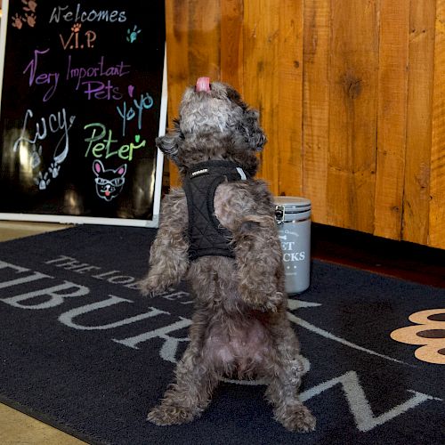 A small dog stands on its hind legs on a mat in front of a welcome sign for 