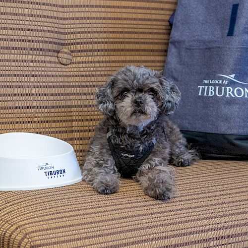 A small, fluffy dog sits on a couch beside a white dog bowl and a blue backpack with 