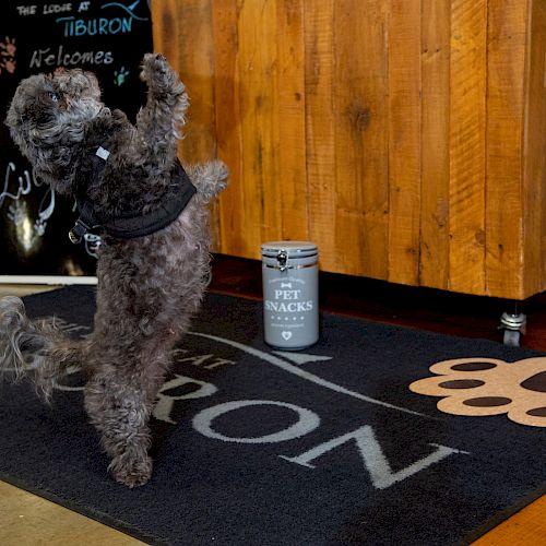 A small dog performing a trick stands on its hind legs on a mat marked "Tiburon" next to a container labeled "Pet Snacks" in front of a wooden counter.